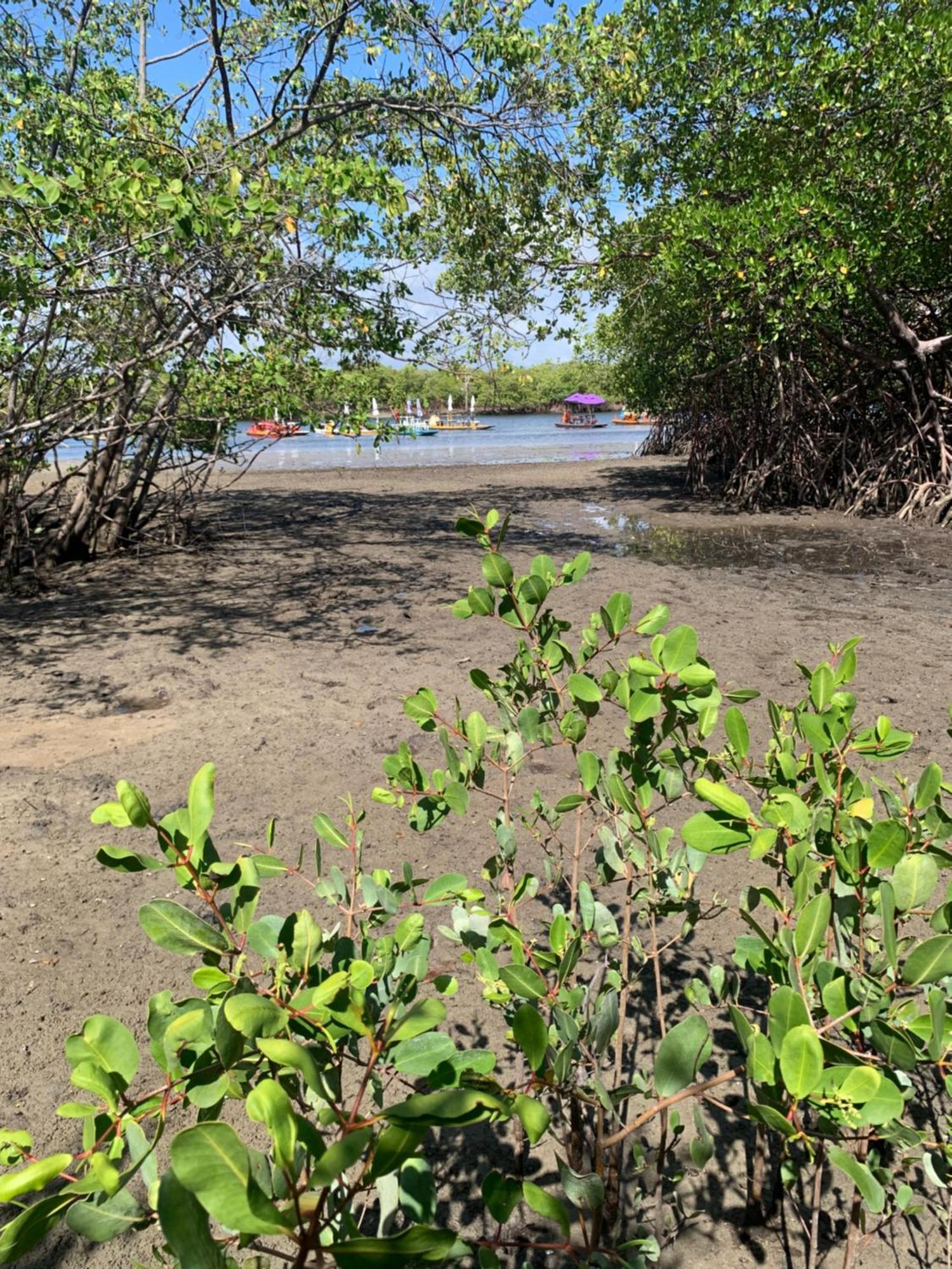 Appartamento Solar Porto Rico Pôrto das Galinhas Esterno foto